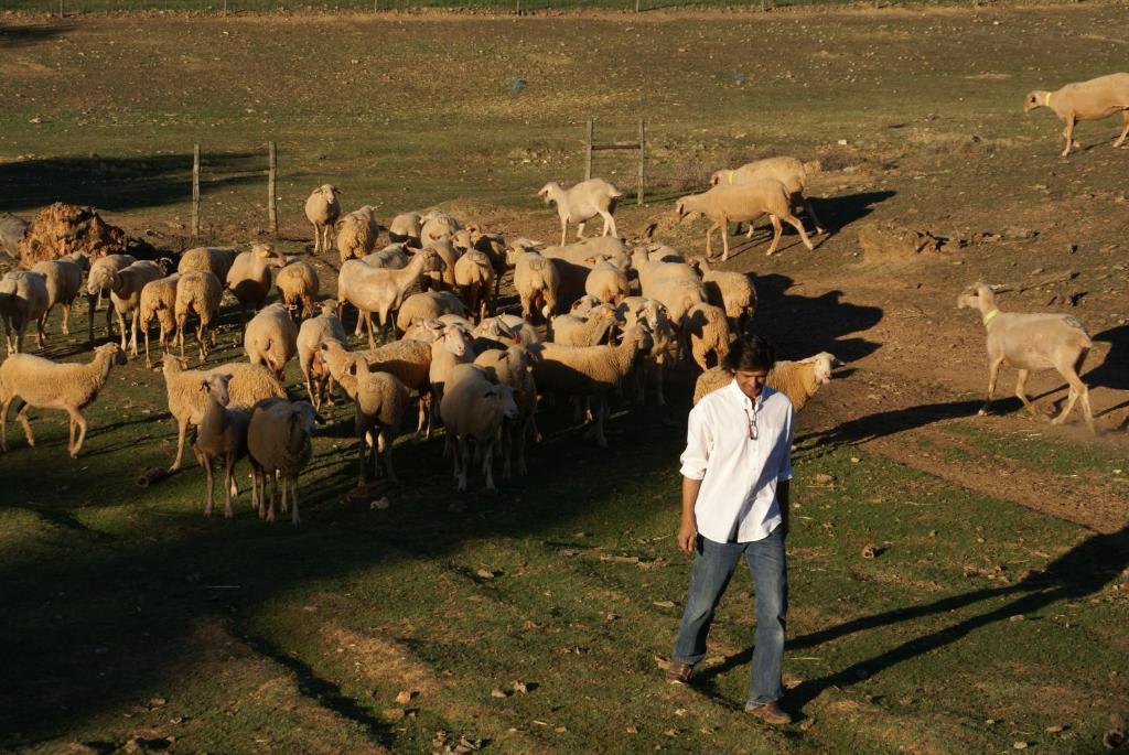 Cantar Do Grilo - Turismo Rural Serpa Eksteriør bilde