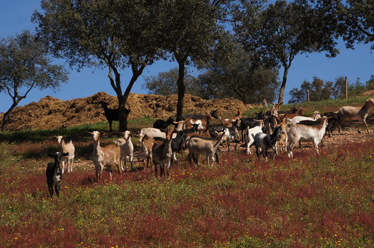 Cantar Do Grilo - Turismo Rural Serpa Eksteriør bilde