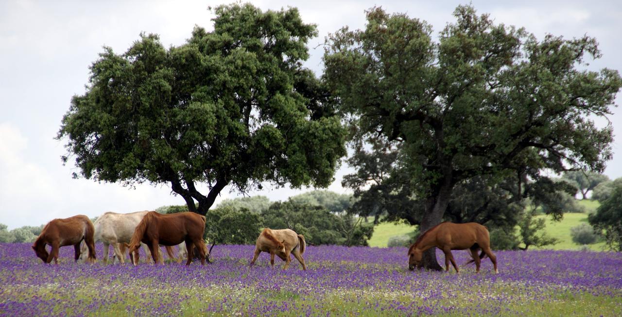 Cantar Do Grilo - Turismo Rural Serpa Eksteriør bilde